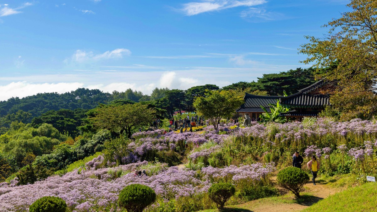 봉천사 개미취 풍경 / 사진=한국관광공사 박장용