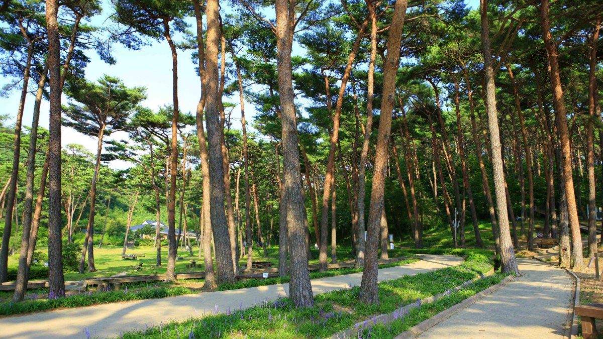 안면도자연휴양림 숲길 / 사진=한국관광공사 김지호