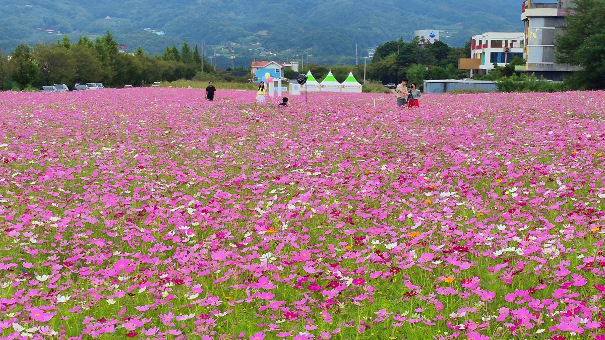 거창 가조온천꽃단지, 1만 7,000㎡ 꽃밭과 화강암 길이 펼쳐진 코스모스 명소