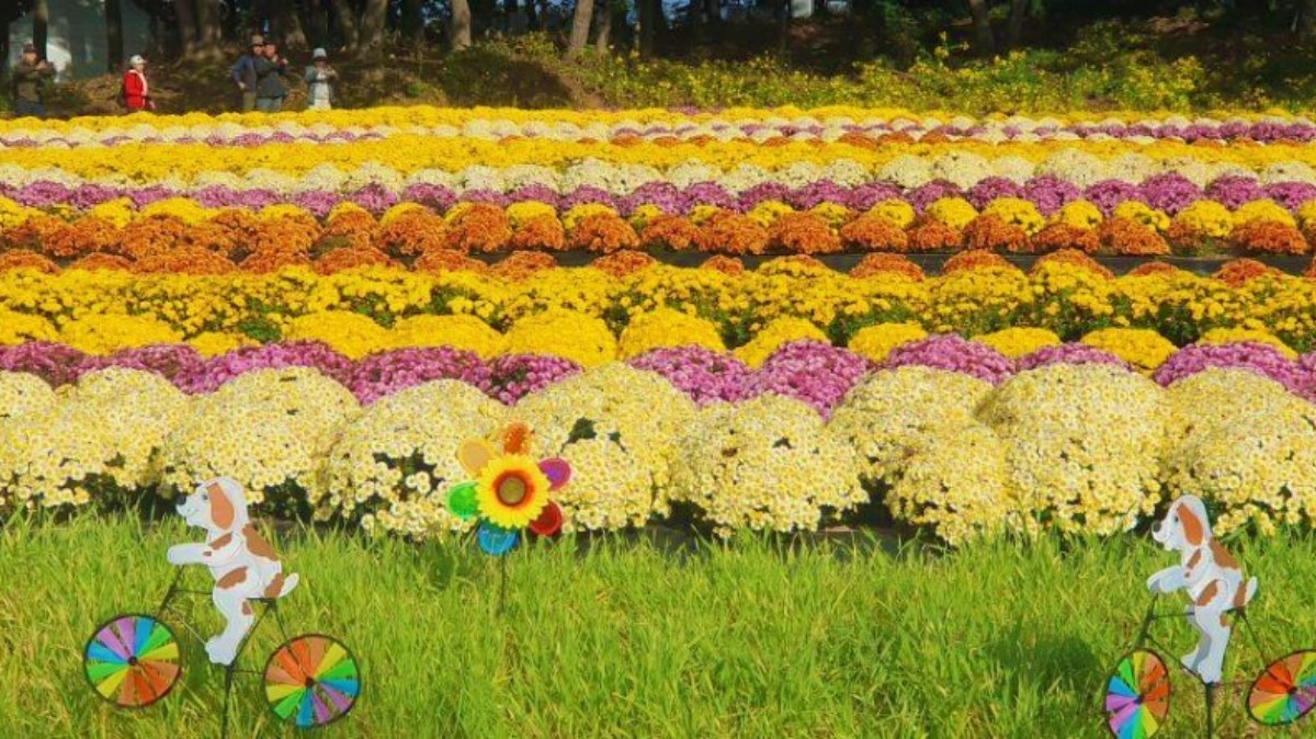 연천 전곡리 유적, 1만 5천 평 들판을 수놓은 가을 국화 축제