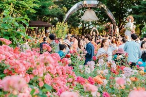 🌹 중랑 서울장미축제: 1.7km 장미 터널을 거닐며 봄의 낭만을 만끽하세요! 🌹 (5월 16일 ~ 24일)